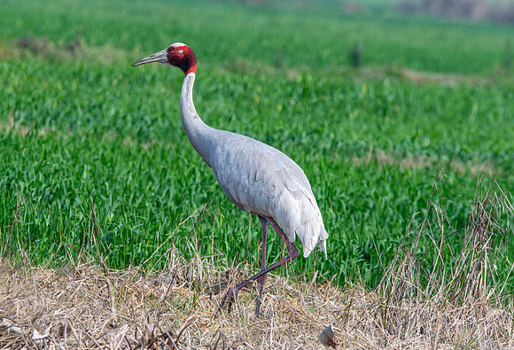 Sarus crane