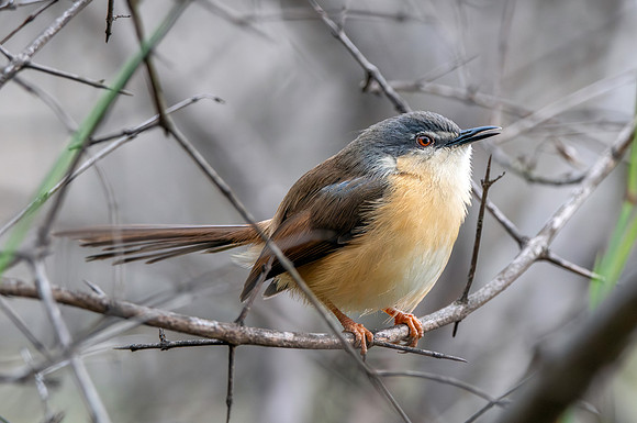 Ashy prinia