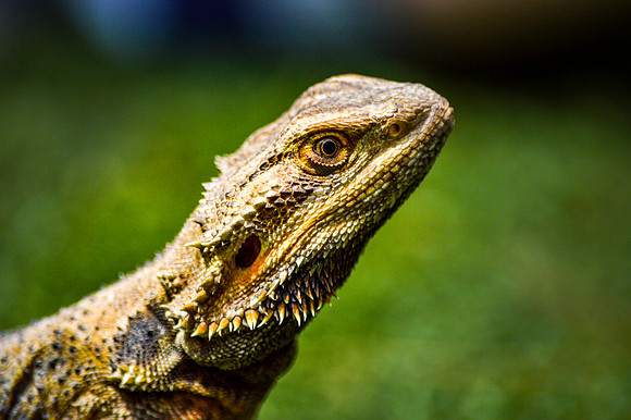 Bearded dragon