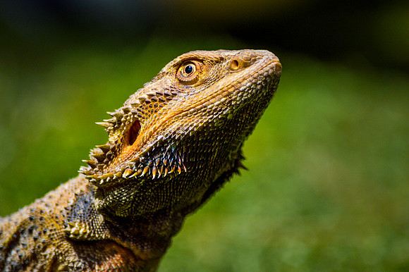 Bearded dragon