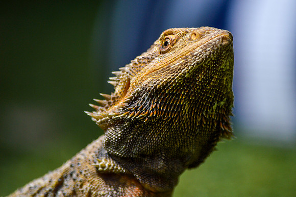 Bearded dragon