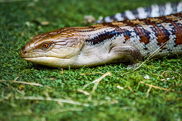 Blue-tongued skink