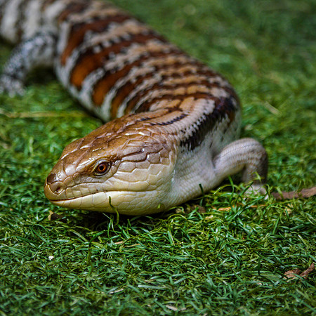 Blue-tongued skink