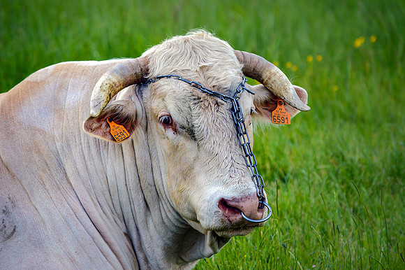 Charolais cattle