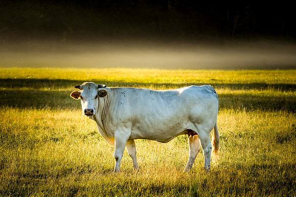 Charolais cattle