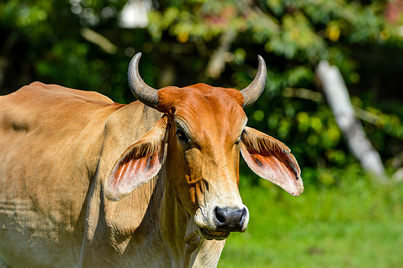 Brahman cattle