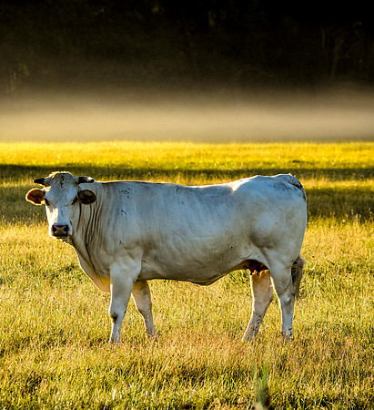 Charolais cattle