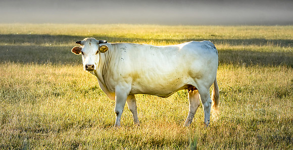 Charolais cattle