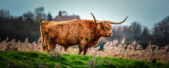 Galloway cattle