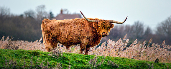Galloway cattle