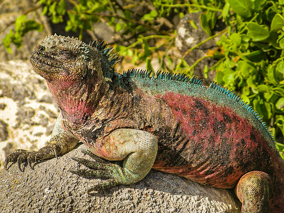 Christmas / marine iguana