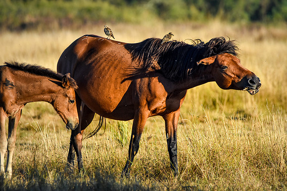 Horse with starlings