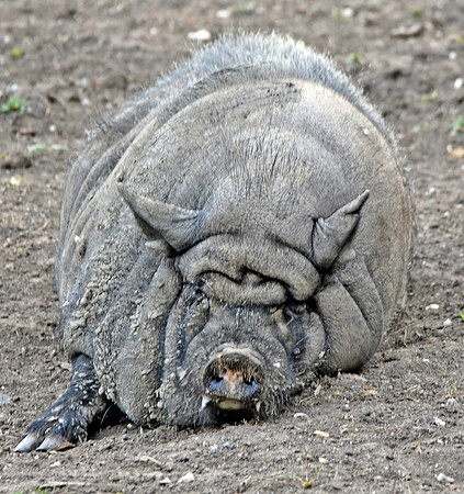 Vietnamese Pot-bellied pig