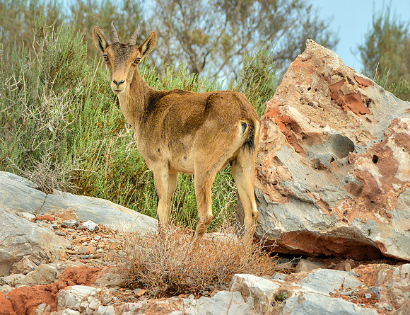 Spanish / Iberian ibex