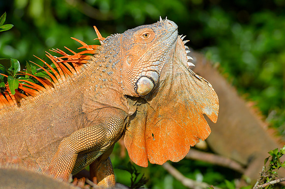Green iguana