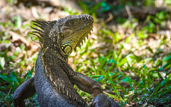 Green iguana