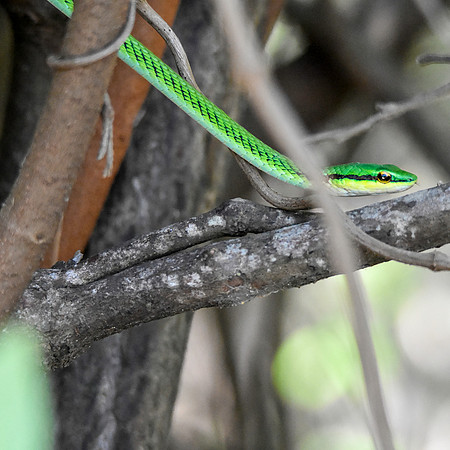 Green vine snake