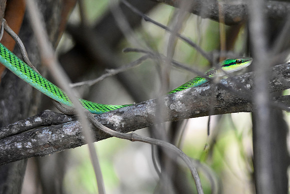 Green vine snake
