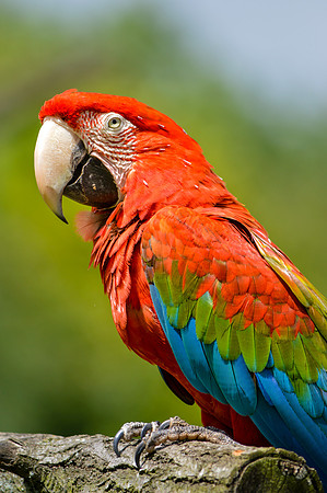 Green winged macaw / Red and green macaw