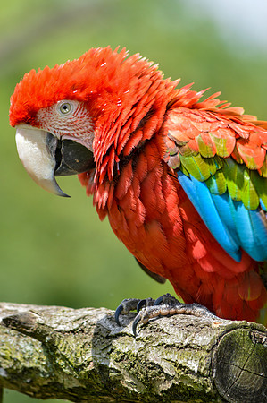 Green winged macaw / Red and green macaw