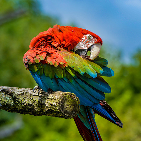 Green winged macaw / Red and green macaw