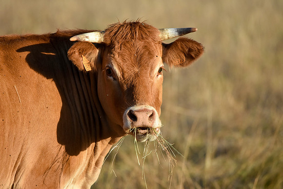Limousine cattle