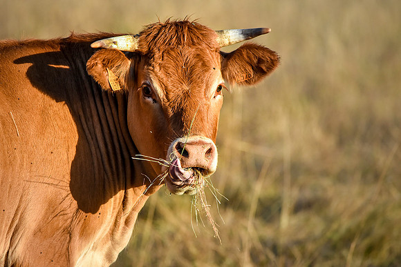 Limousine cattle