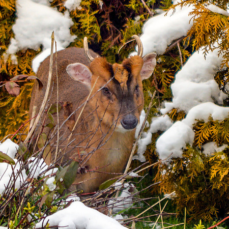 Muntjac