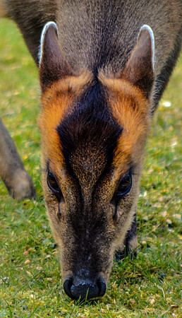 Muntjac