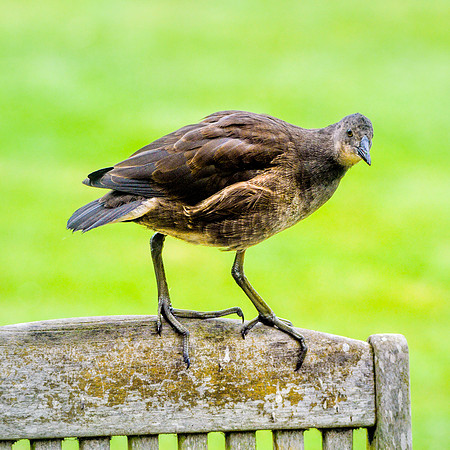 Moorhen juvenile