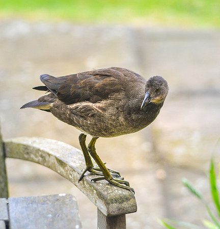 Moorhen juvenile