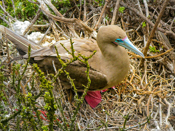 Red footed booby