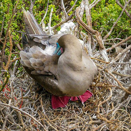 Red footed booby
