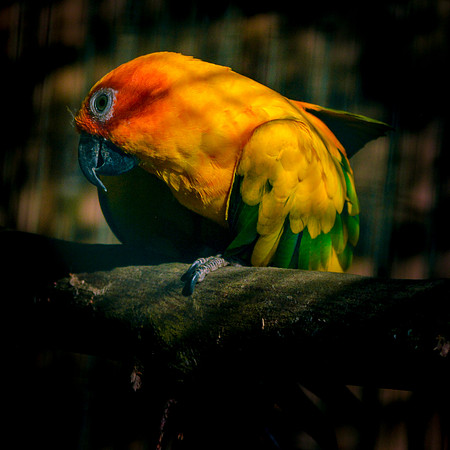 Sun conure