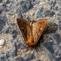 Bright-line brown eye moth