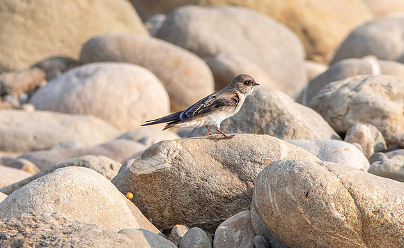 Pale martin