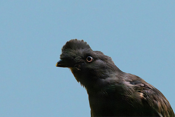 Guianan cock-of-the-rock, female