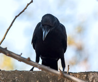 Large billed crow