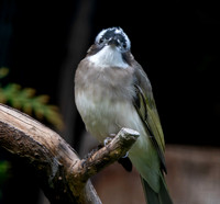 Light vented bulbul