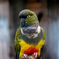 Burrowing parrot