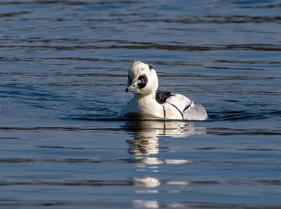 Smew, male