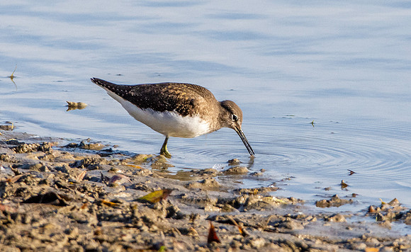 Green sandpiper