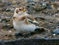 Snow bunting