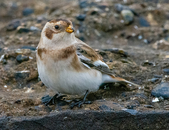 Snow bunting