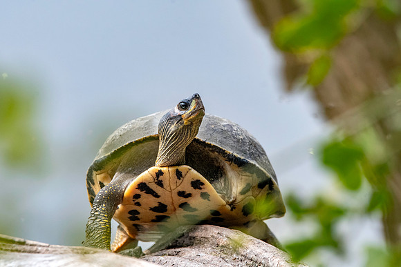 Indian roofed turtle