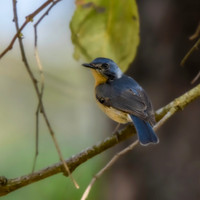 Tickell's Blue flycatcher