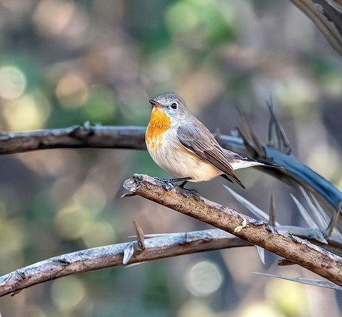 Red breasted flycatcher