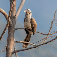 Indian Grey hornbill