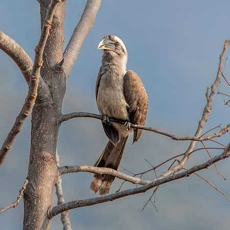 Indian Grey hornbill
