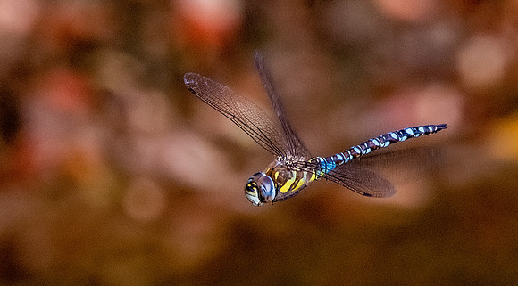 Common hawker